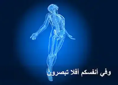جسم الإنسان وهيكله العظمي مع آية "وفي أنفسكم أفلا تبصرون"