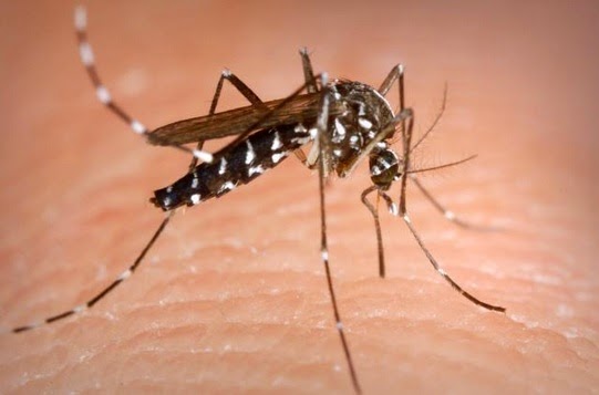 Nyamuk Aedes aegipty atau Aedes albopictus