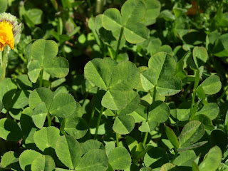 Trébol (Trifolium sp.)