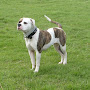 American Bulldog Great Dog Reviews Dog breeds and Puppies Pictures American Bulldog Great Dog Reviews Dog breeds and Puppies Pictures