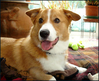 Ozzy Pembroke Welsh corgi