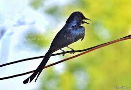 birds name in hindi