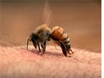 beesting1
