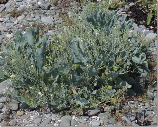 14-sea-kale