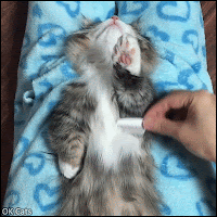 Funny Cat GIF • Coma Nap! Kitten deeply sleeping doesn't move when his owner combs his fur [ok-cats.com]