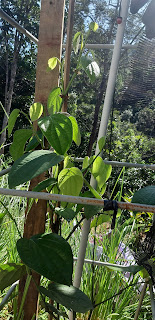 Pokok lada hitam