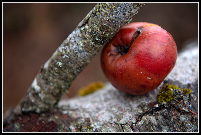 Nova Scotia; Fall; Autumn; Apples