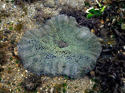 Haddon's Carpet Anemone (Stichodactyla haddoni)