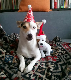 adorable dog pictures, dog with stuffed dog wear hat