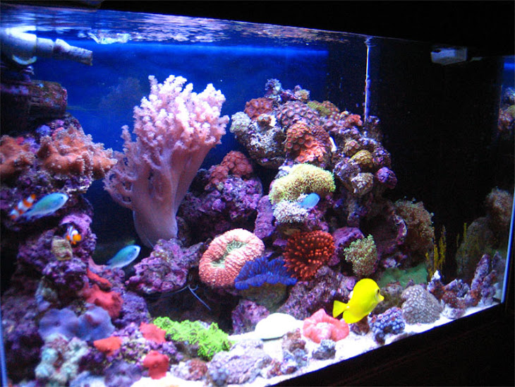Marine Aquarium Memelihara Ikan Hias Laut