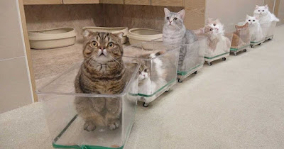 Siete adorables gatos experimentan montar su nuevo tren para gatos por primera vez