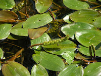 Broad-leaved Pondweed