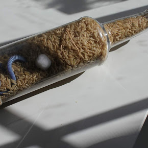 i-spy bottle