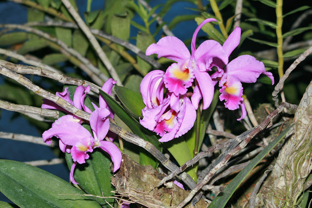 Singapore orchid garden. Сингапур, сад орхидей