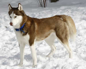 Brown Siberian huskies Pictures