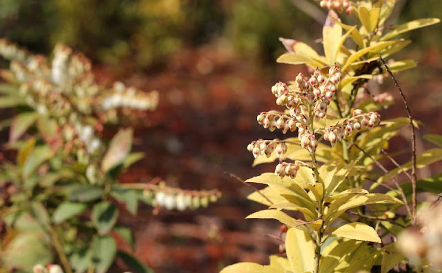 Pieris Japonica Flowers