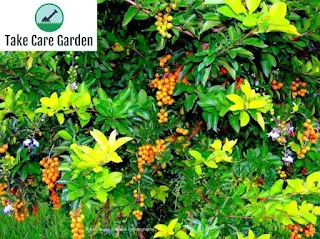 Pingo de Ouro Duranta: A Colorful Addition to Your Garden