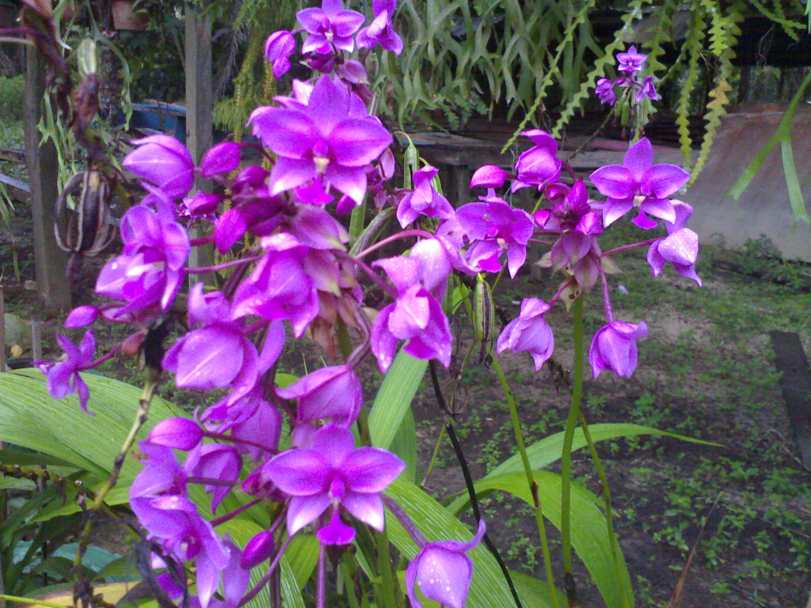 orkid liar bunga orkid liar orkid tanah