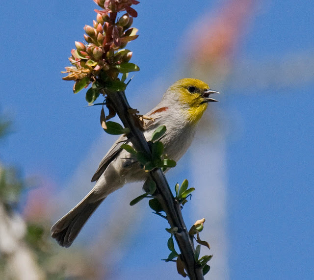 Verdin