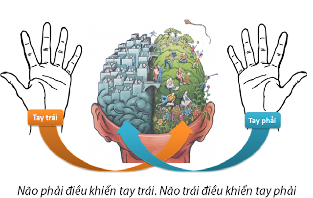 Tại sao dấu vân tay lại có liên hệ mật thiết với các vùng não bộ?