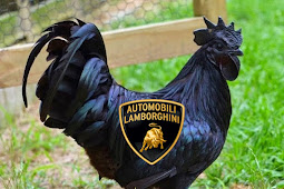 بالفيديو ... الدجاج الاسود الاغلى في العالم والملقب ب lamborghini chicken