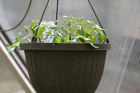 Hanging Cherry Tomato