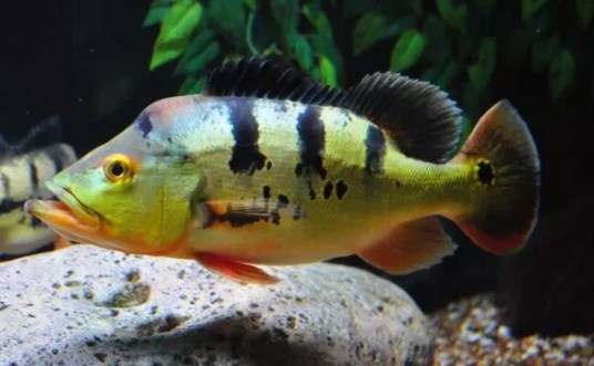 Peacock Bass Monoculus (Cichla monoculus)