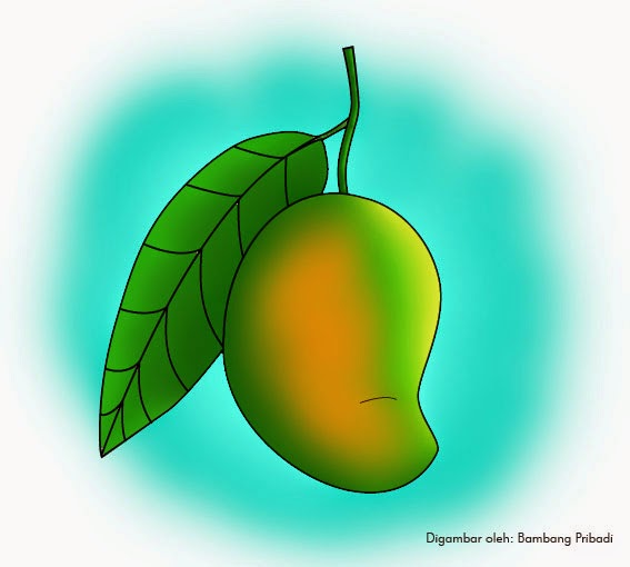 Belajar Mewarnai Gambar  Buah  Mangga  belajar menggambar 