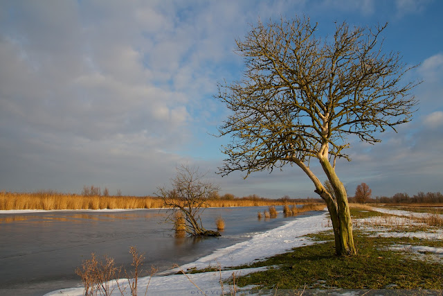 Bevroren vaart - Frozen canal @ Oostvaardersplassen