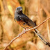 White-rumped Shama (Juvenile)