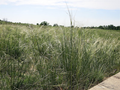 needle-and-threat grass 