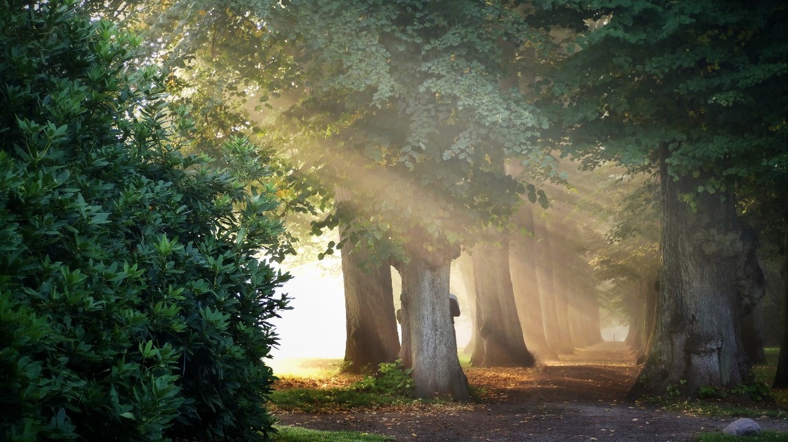 Nebel am Morgen