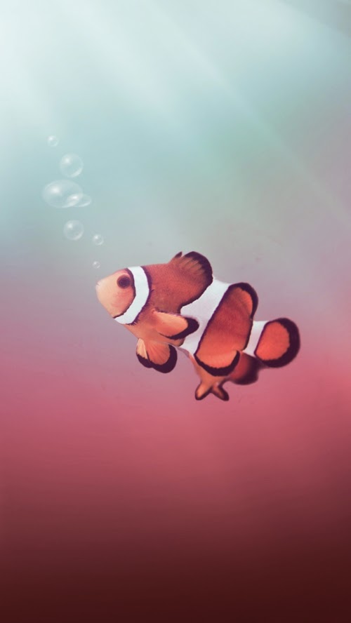 iPhone 5 HQ Wallpapers: Photoshop Fish Flying iPhone 5 HQ ...