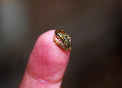 Photos of Tiny Animals In People's Hand