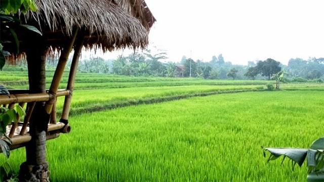 Bogor Siapkan Landbanking Untuk Selamatkan Lahan Pertanian