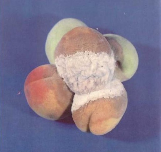 Монилиоз (серая плодовая гниль) на плодах персика