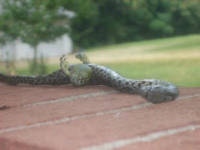 Unusual Snake With Foot Discovered Seen On  www.coolpicturegallery.us