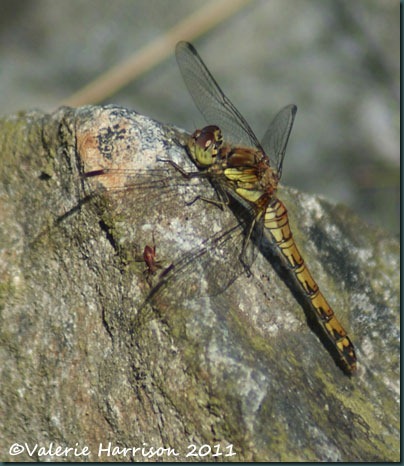 36-common-darter