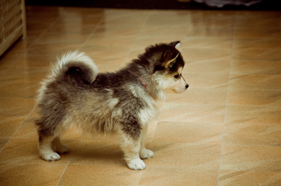 Full grown pomsky