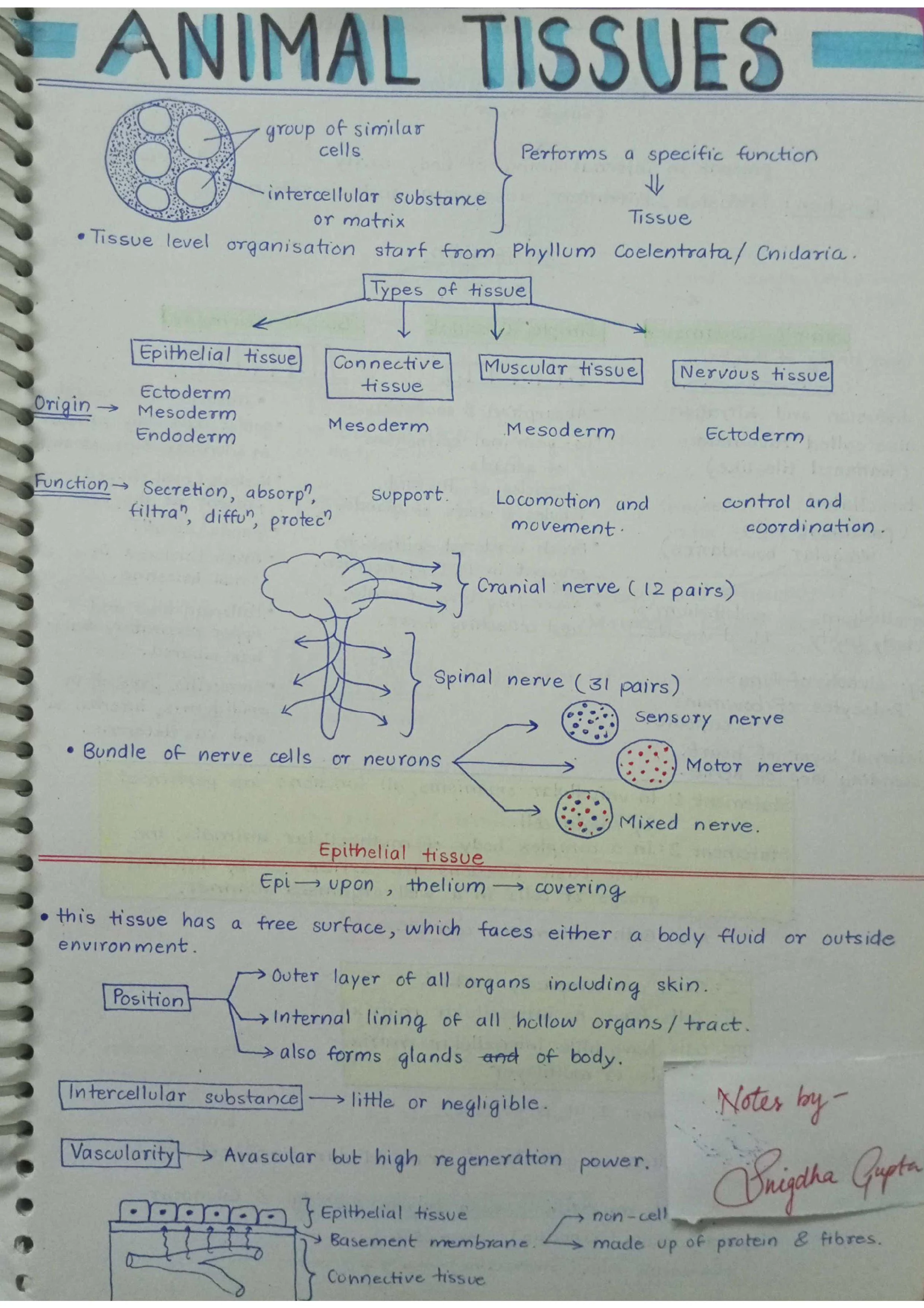 Animal Tissues - Biology Short Notes 📚