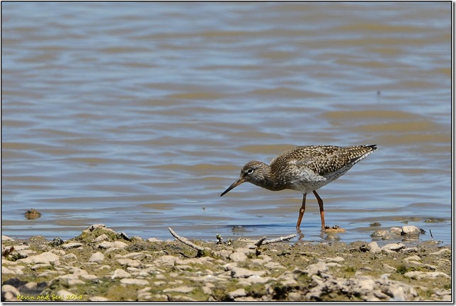 Slimbridge WWT - June