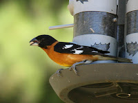 Black-headed Grosbeak