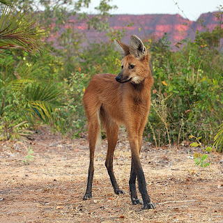 Maned Wolf - Hewan Aneh