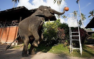 Elephants in Thailand trained to play basketball picture