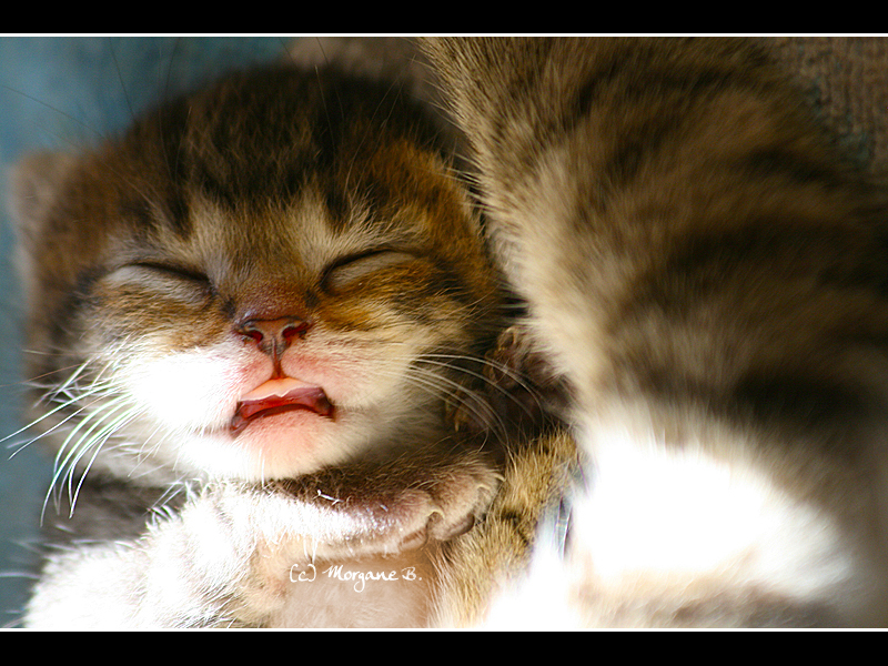 Cute little kittens | Cute Cats