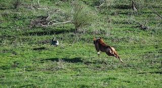 Caza conejo con perro