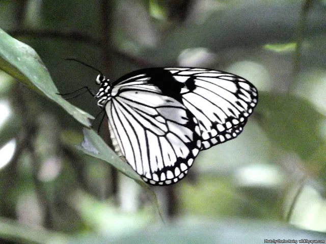 Idea durvillei's butterfly from Waigeo island of Raja Ampat