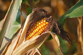 picture of a ripe corn cob