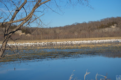 Pelecanus erythrorhynchos, Missouri