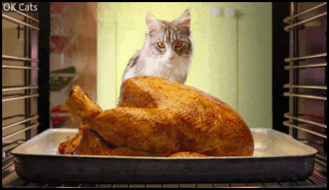 Thanksgiving Cat GIF • This year, your delicious turkey is mine, OK? [ok-cats.com]
